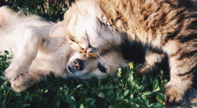 Why Having a Pet is Great for Mental Health