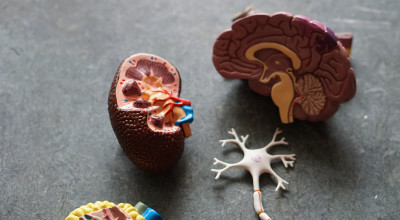 Alcohol’s Short- and Long-Term Effects